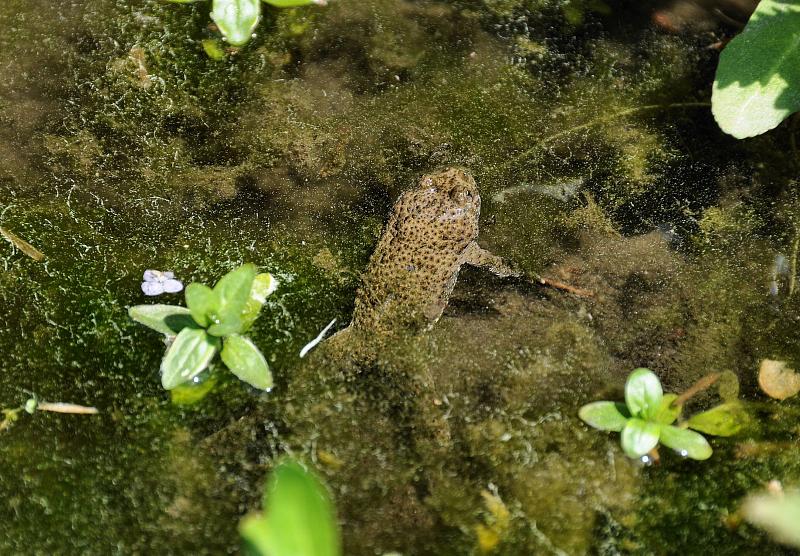 Bombina variegata