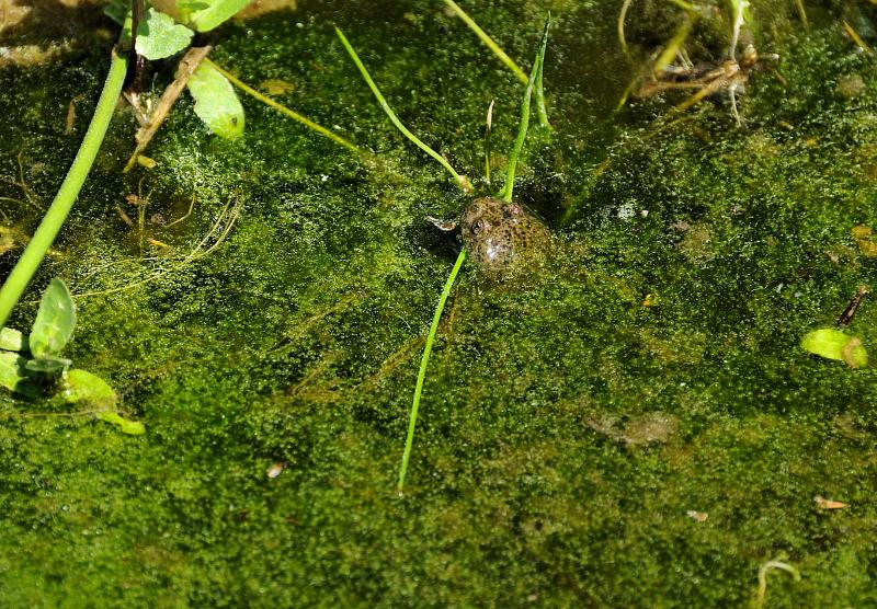 Bombina variegata