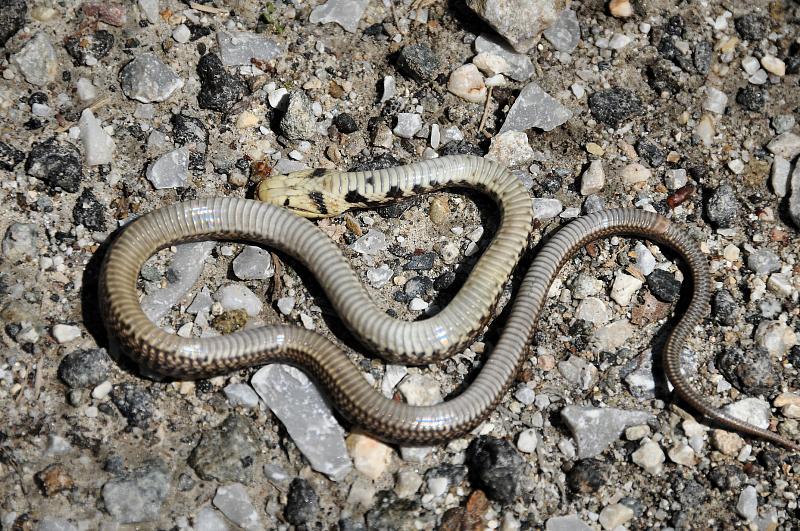 Zamenis longissimus Zamenis longissimus