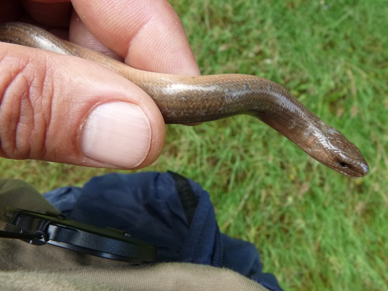 Anguis fragilis s.l.