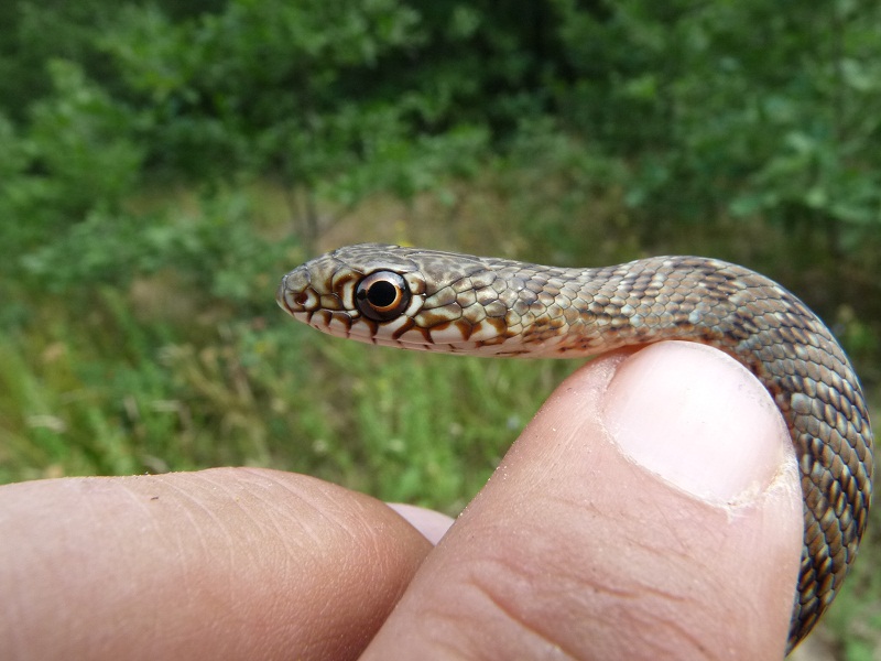 Dolichophis caspius