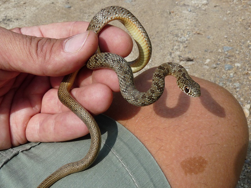 Dolichophis caspius