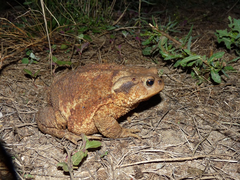 Bufo bufo