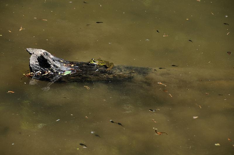 Pelophylax ridibundus