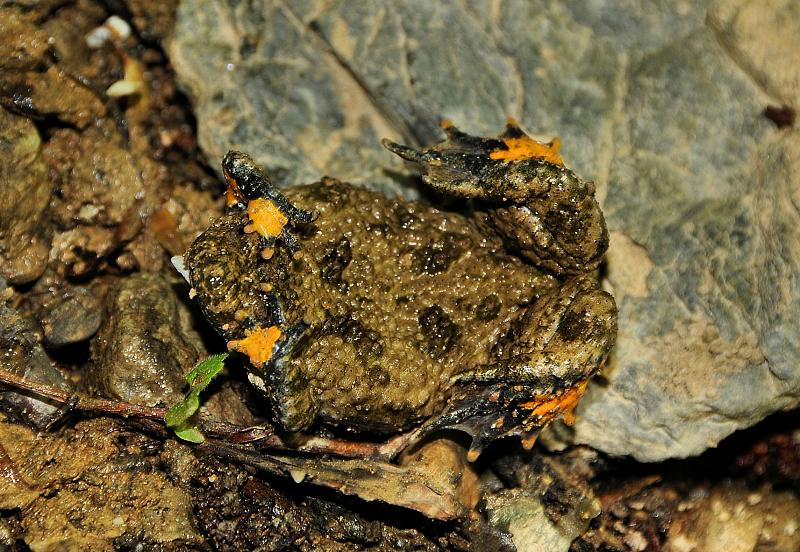 Bombina variegata