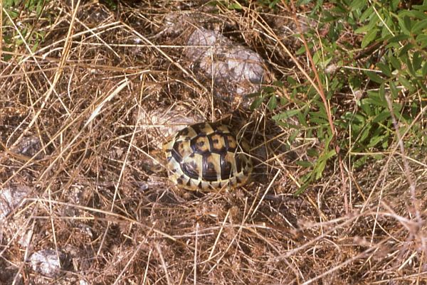 Testudo hermanni