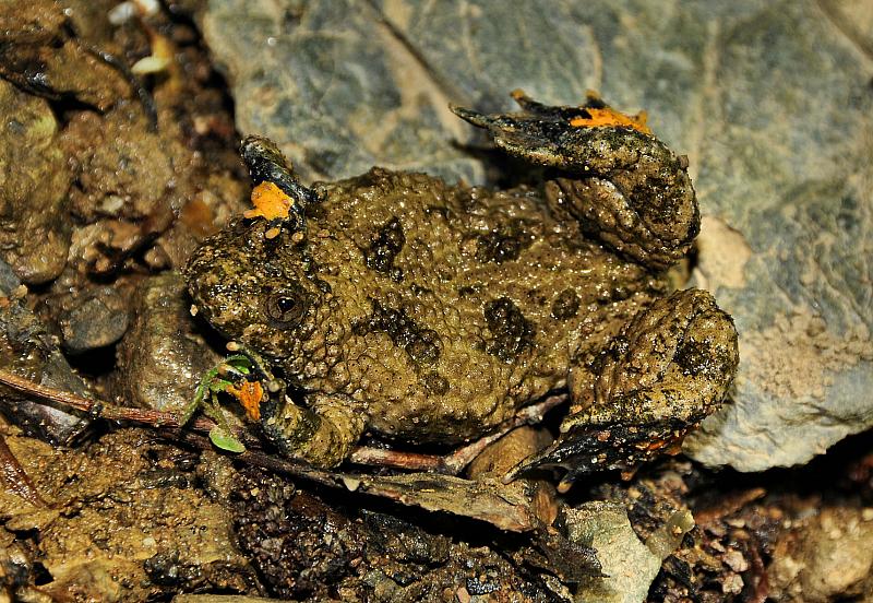 Bombina variegata