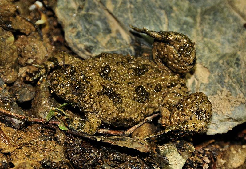 Bombina variegata