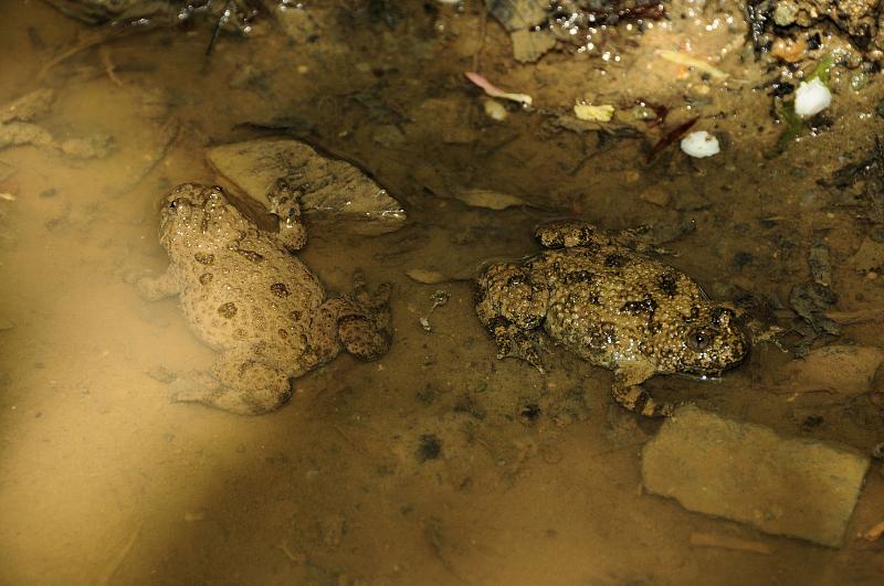 Bombina variegata