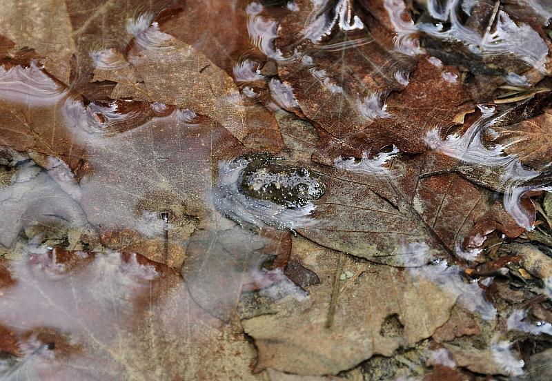 Bombina variegata