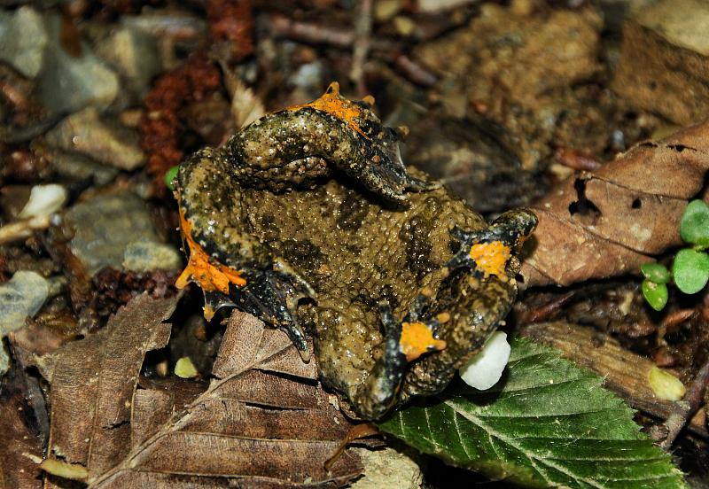 Bombina variegata