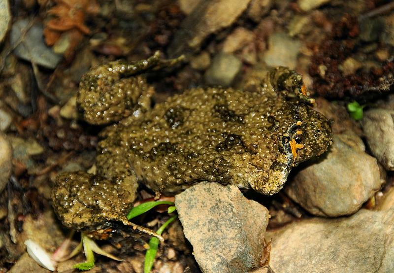 Bombina variegata