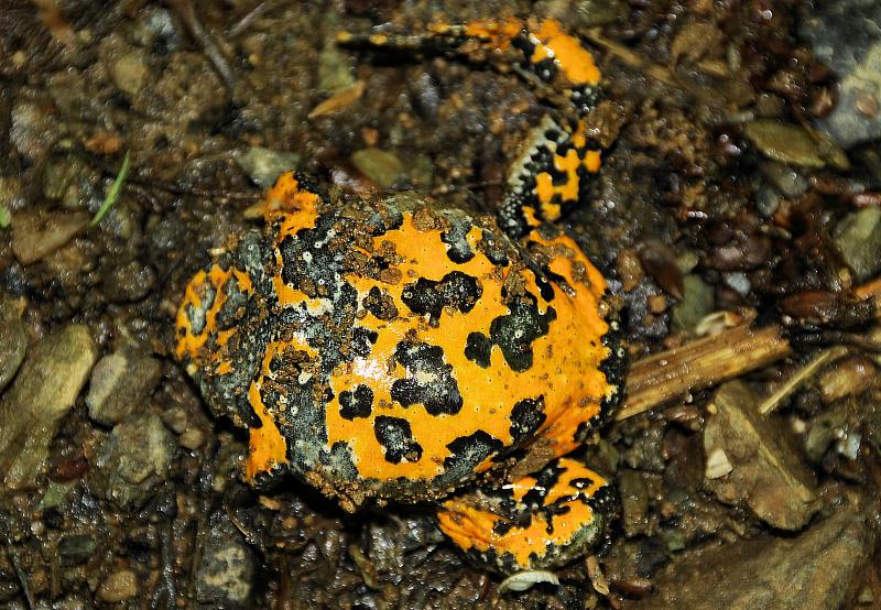 Bombina variegata