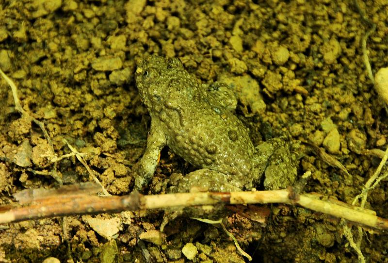 Bombina variegata