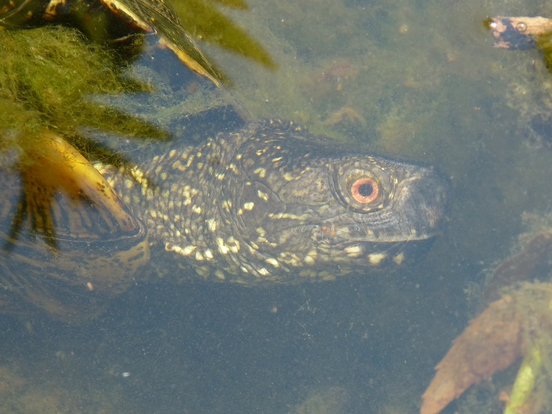 Emys orbicularis