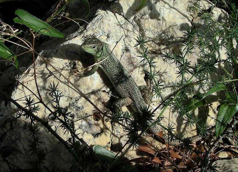 Lacerta trilineata