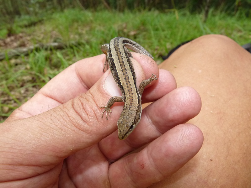 Darevskia praticola