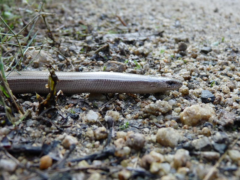 Anguis fragilis s.l. Anguis fragilis s.l.
