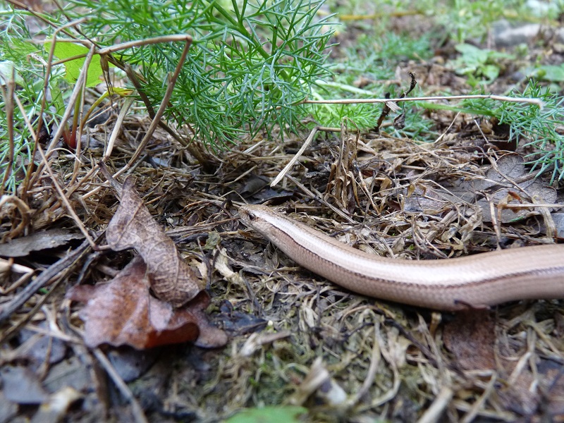 Anguis fragilis s.l.