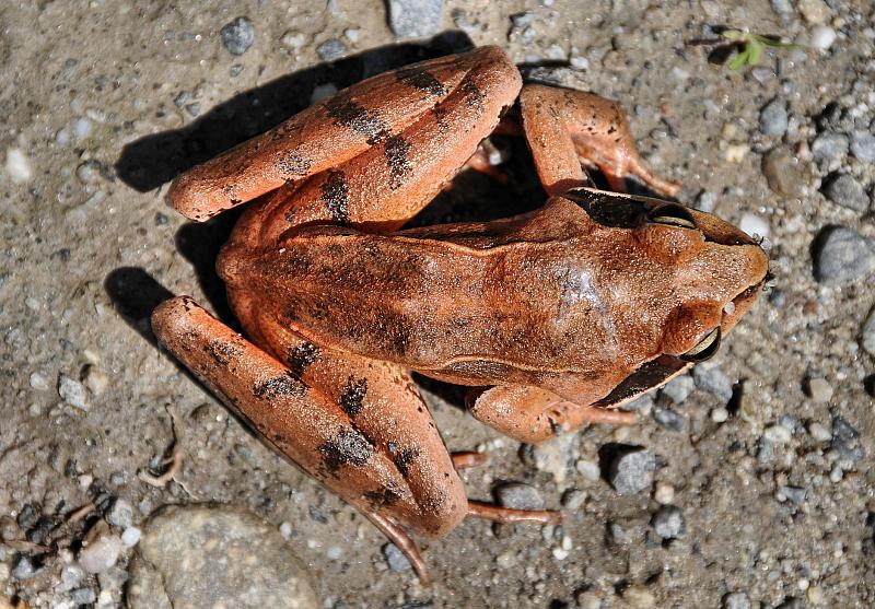 Rana dalmatina