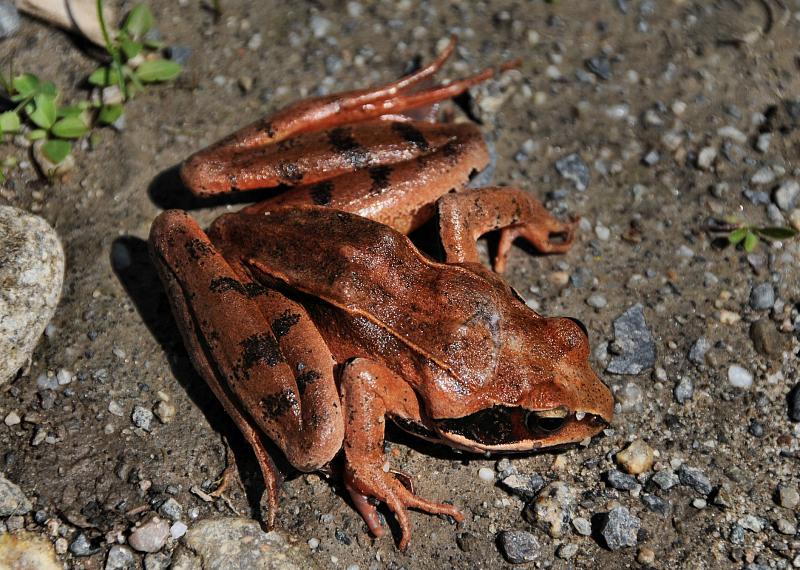 Rana dalmatina