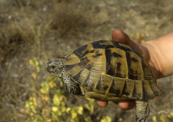 Testudo graeca