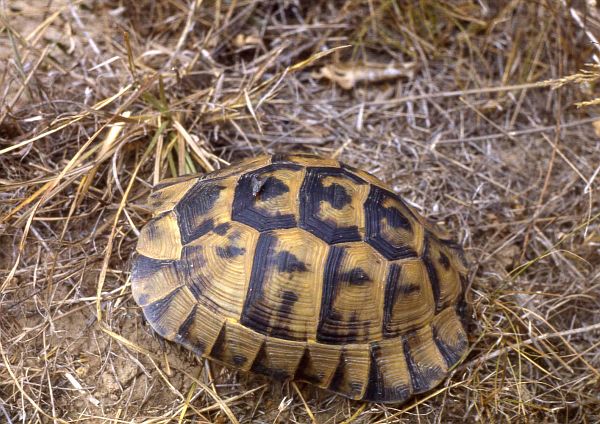 Testudo graeca