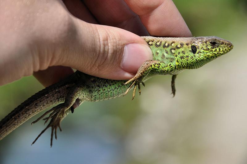 Lacerta agilis