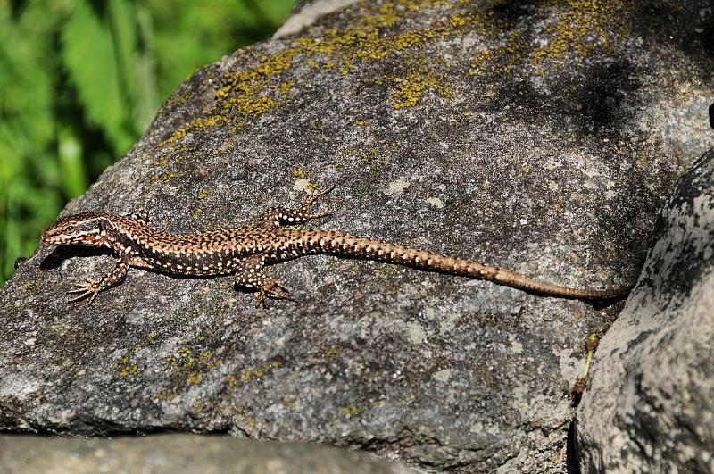 Podarcis muralis