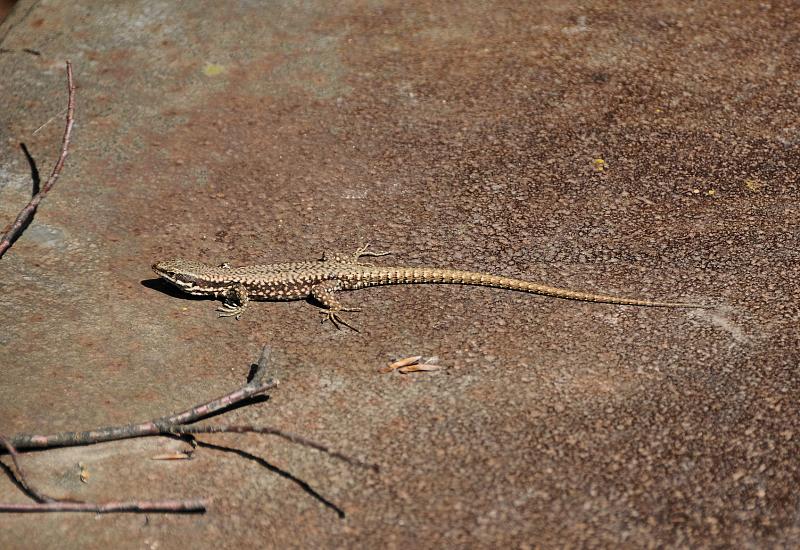 Podarcis muralis