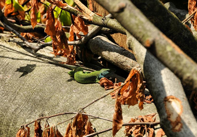 Lacerta viridis