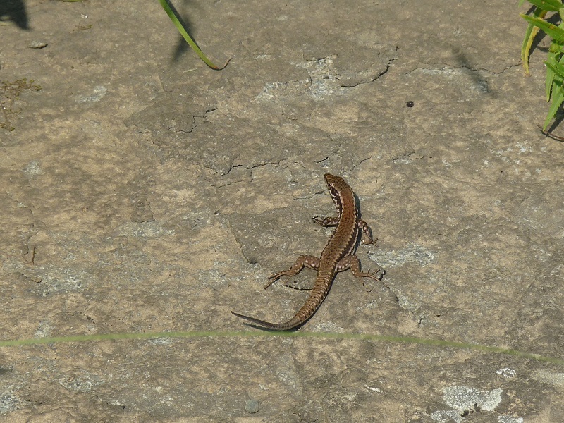 Podarcis muralis