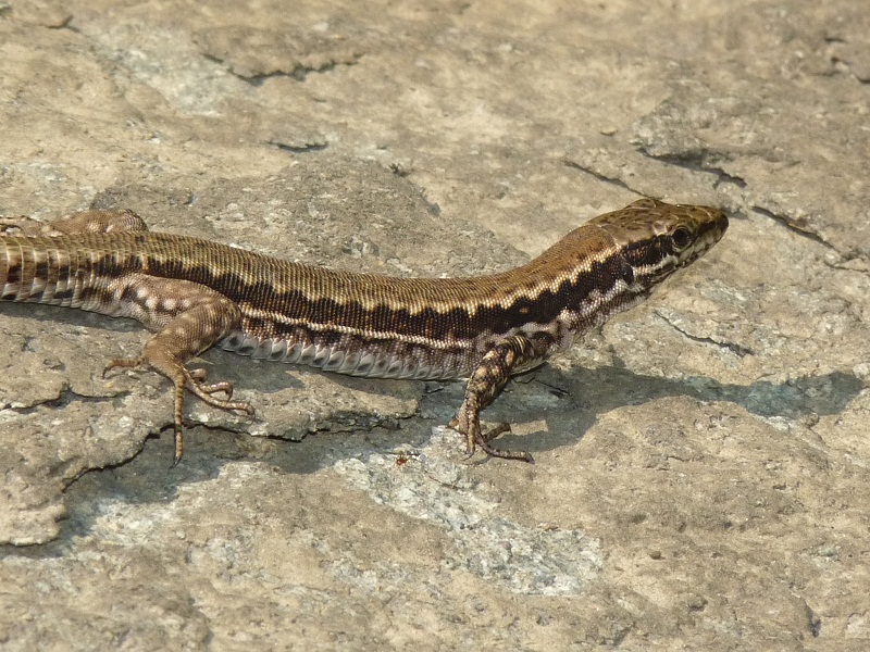 Podarcis muralis