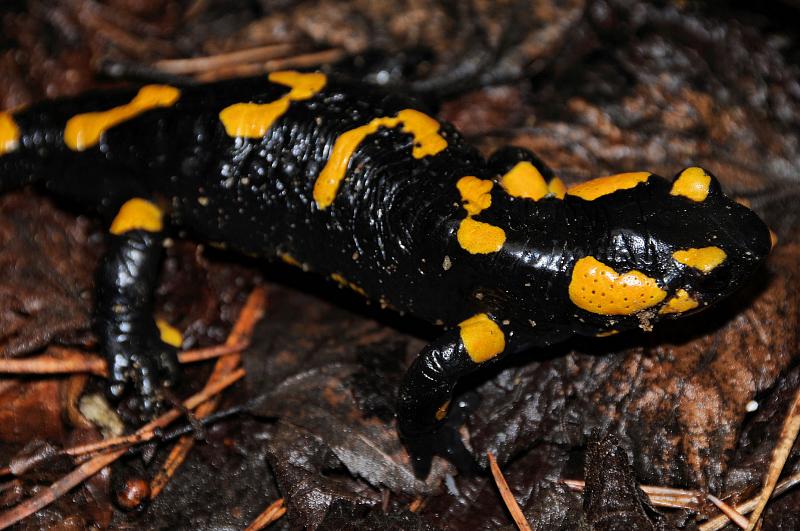 Salamandra salamandra