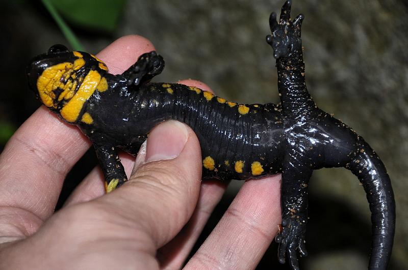 Salamandra salamandra