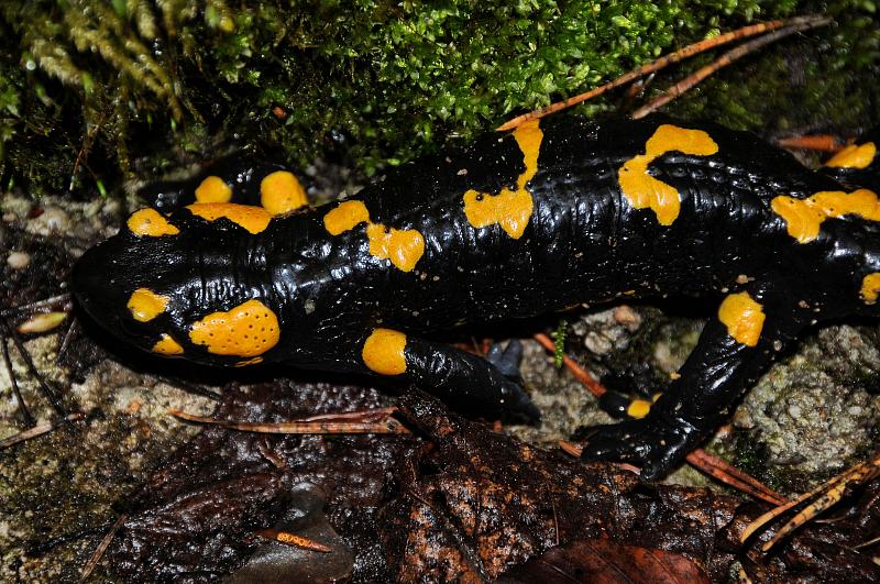 Salamandra salamandra