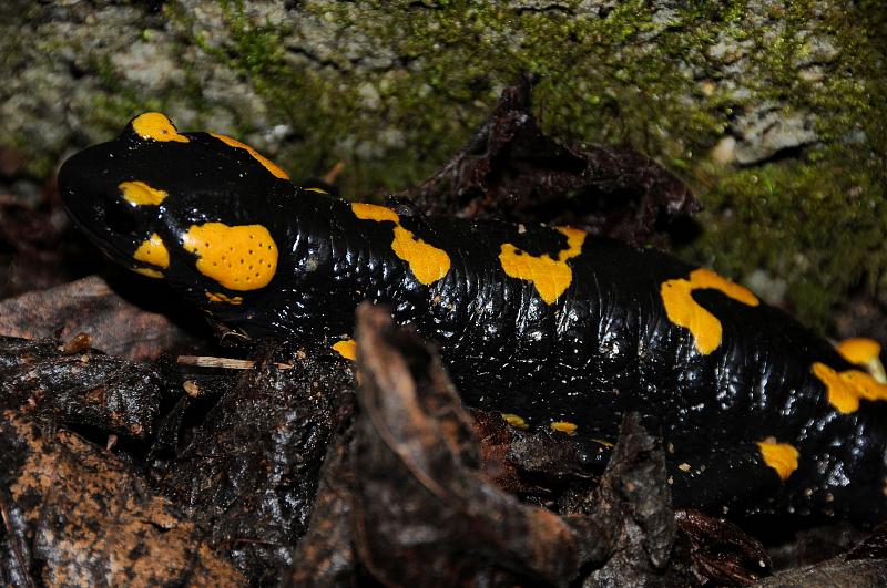 Salamandra salamandra