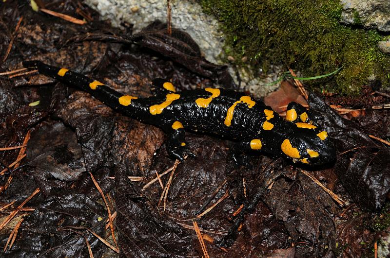 Salamandra salamandra