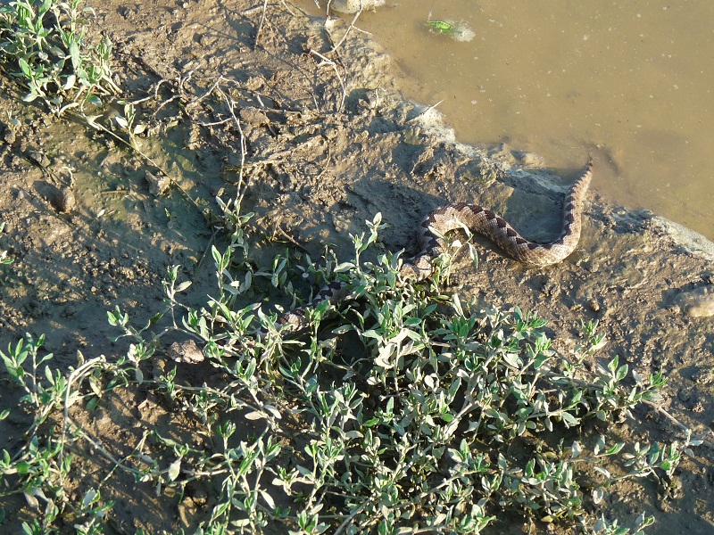 Vipera ammodytes