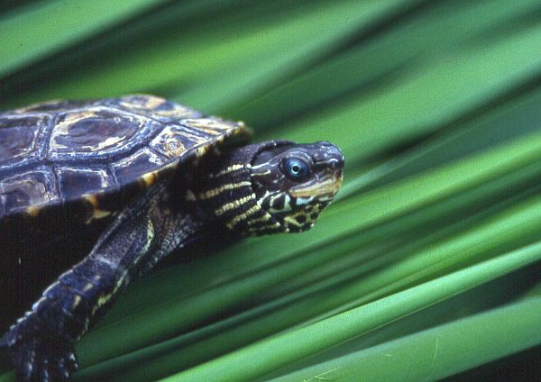 Mauremys rivulata