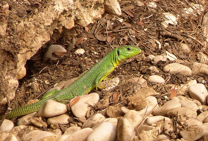 Lacerta trilineata