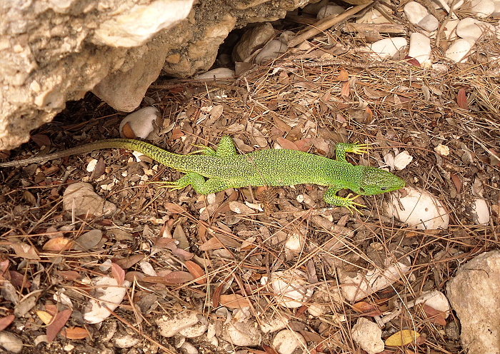 Lacerta trilineata