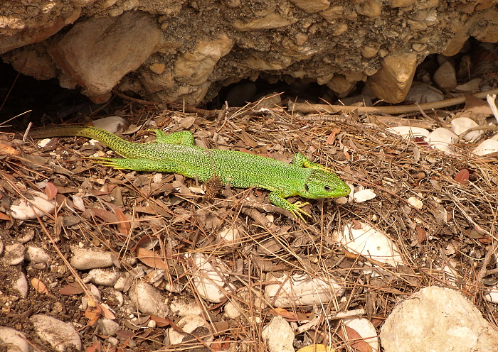 Lacerta trilineata