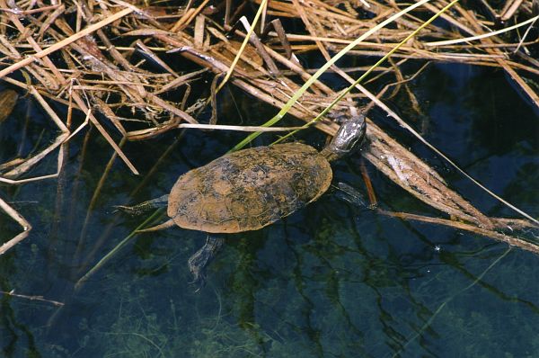 Mauremys rivulata