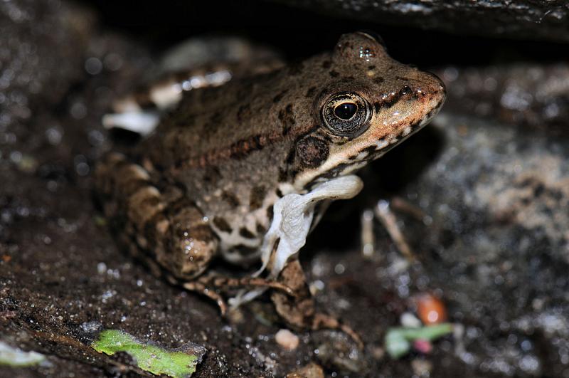 Pelophylax ridibundus