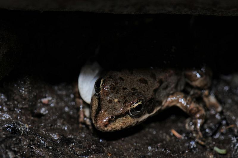 Pelophylax ridibundus