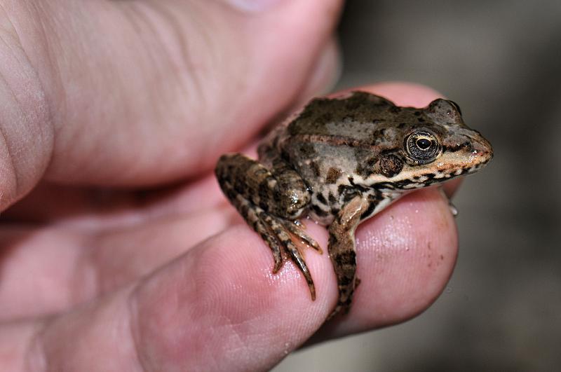 Pelophylax ridibundus