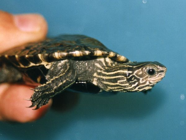 Mauremys rivulata