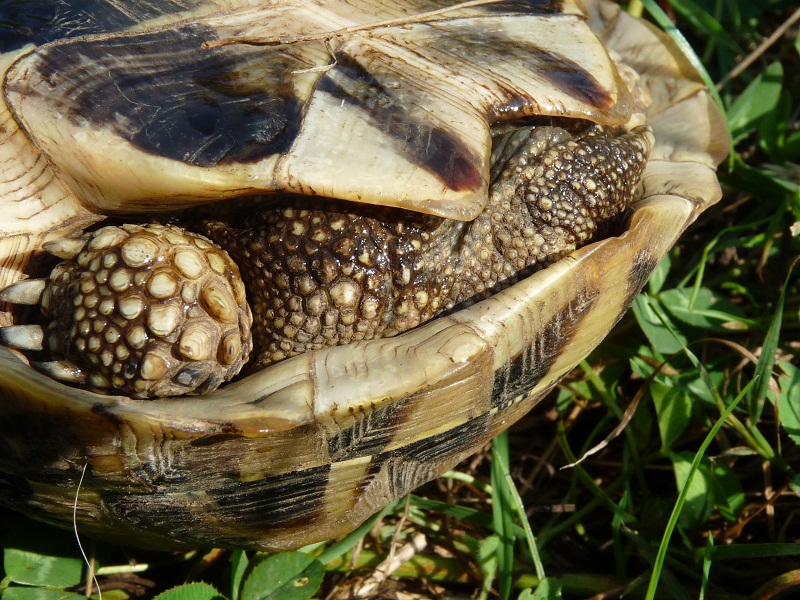 Testudo hermanni