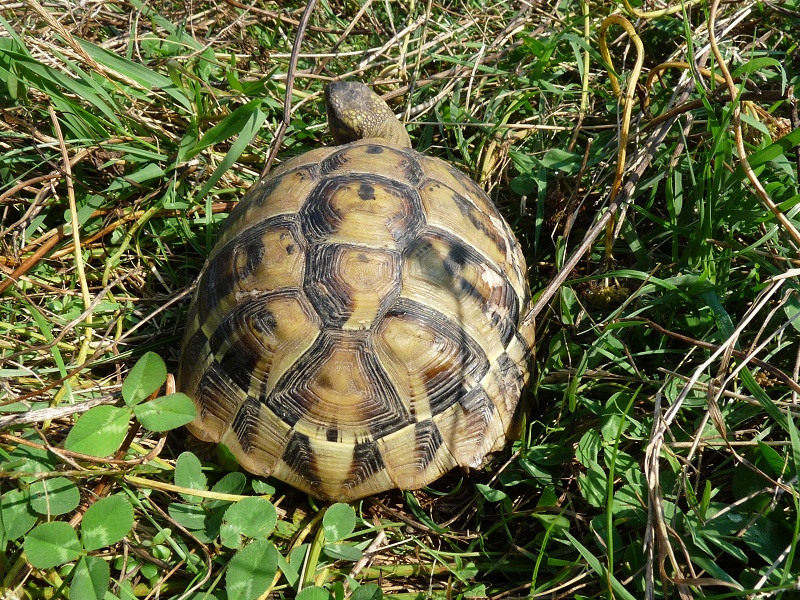 Testudo hermanni